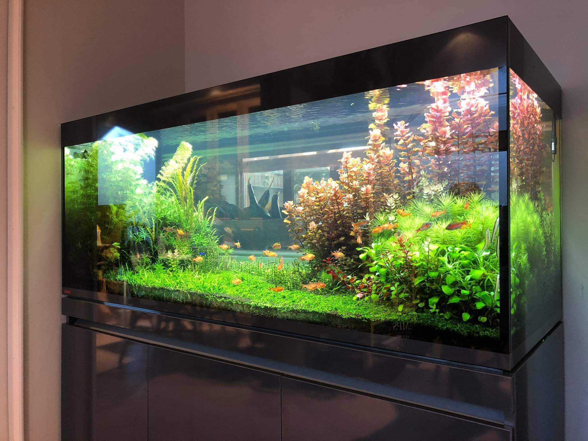 Les aquariums d'eau douce de nos clients